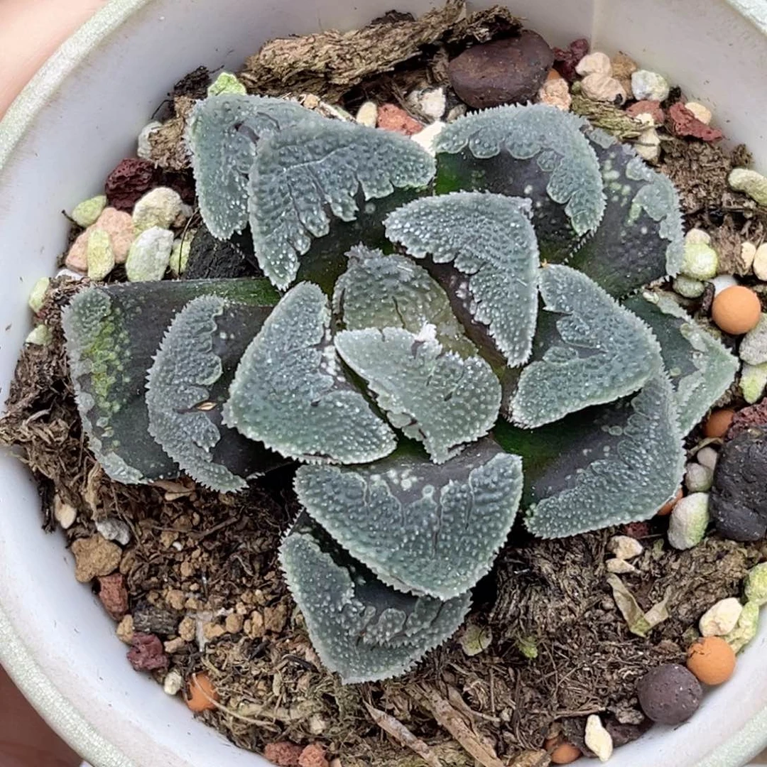 76水晶糖福利专场