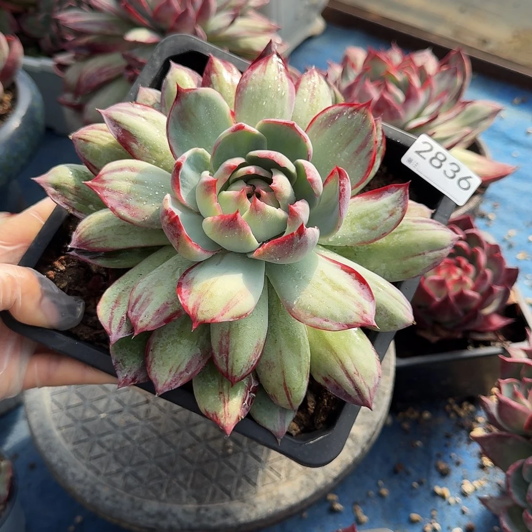 惊鸿仙子 2836.........