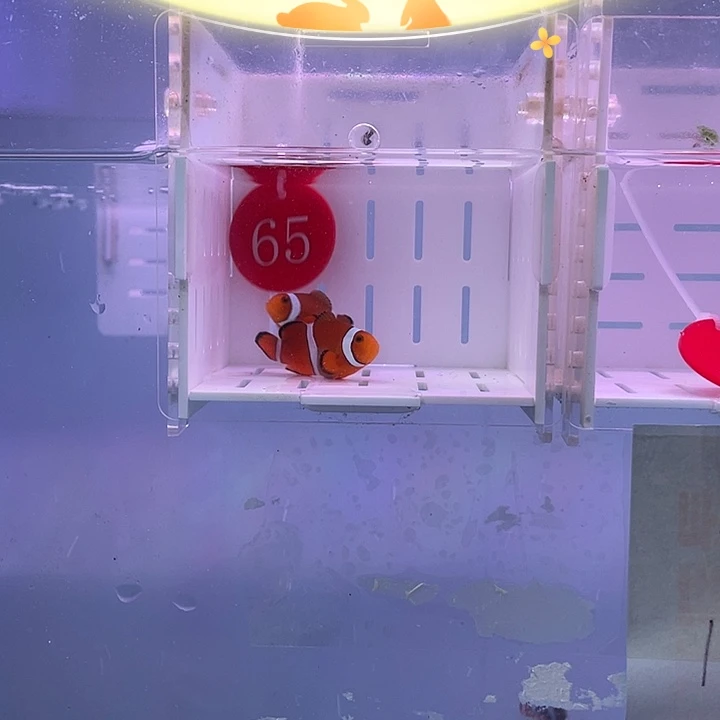 海水鱼精品黑边公子