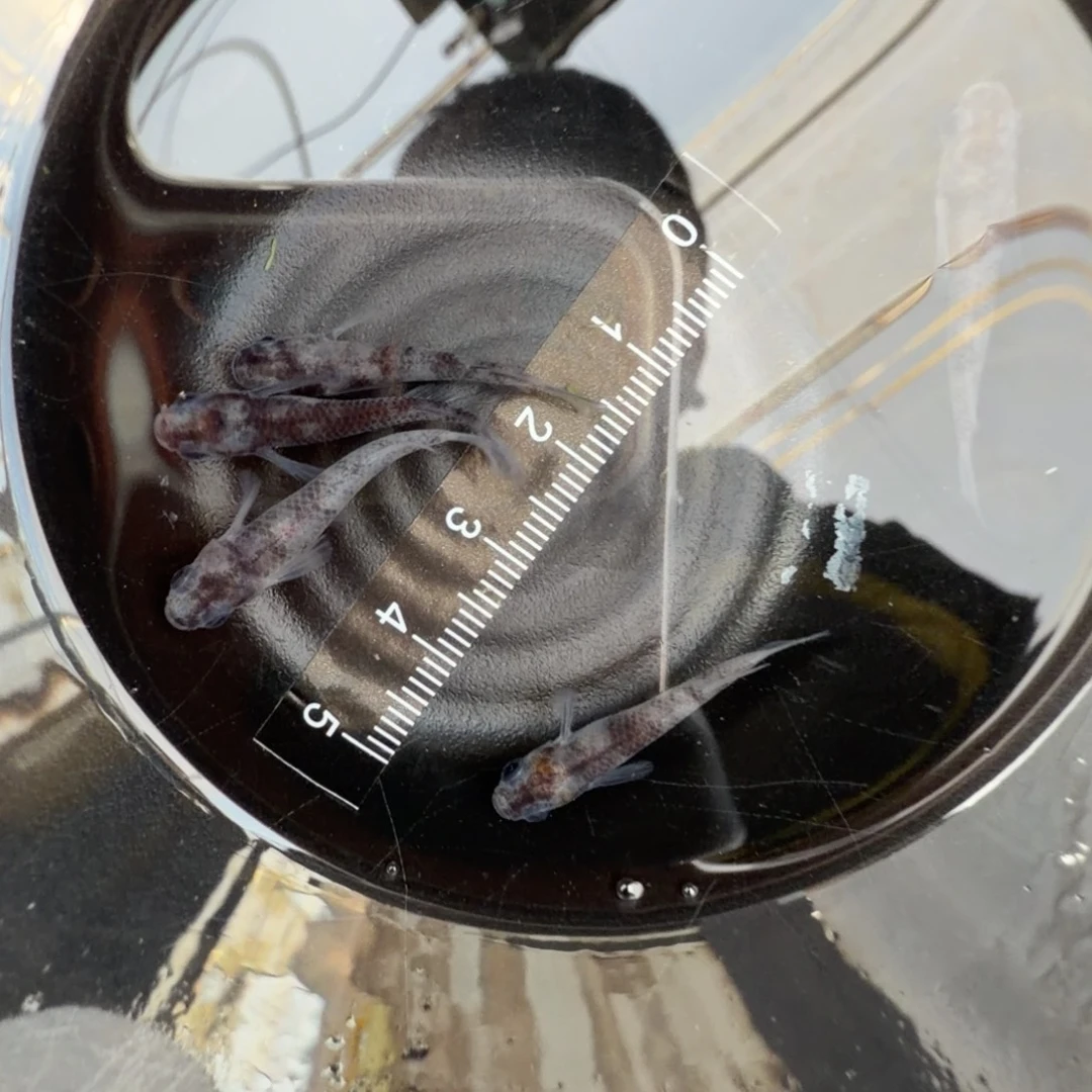 青鳉鱼观背青鳉51