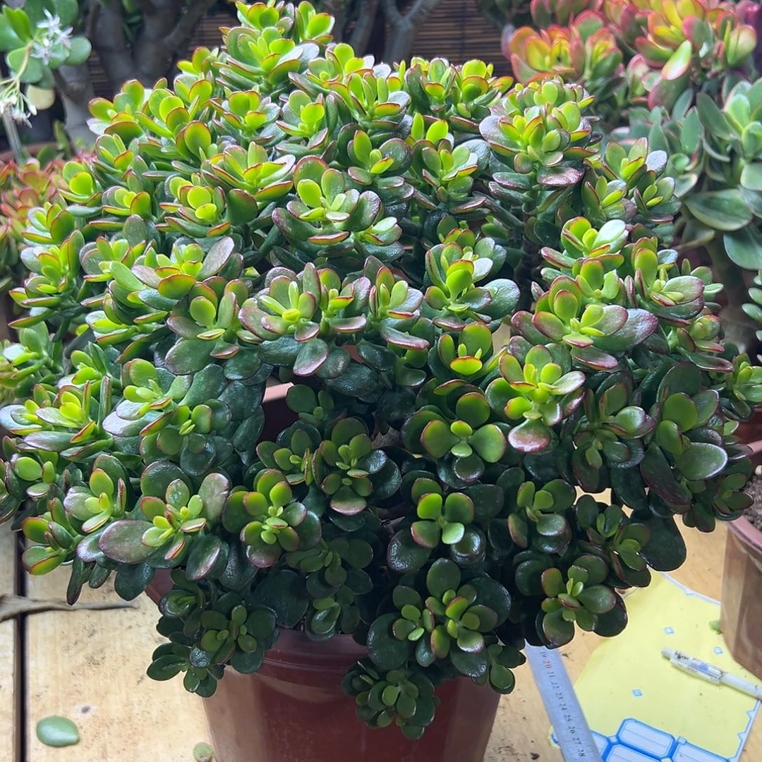 仙***仙完全开放姬红花月一物一拍