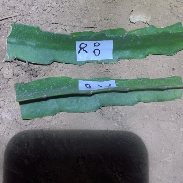 用****3R8红花青龙火龙果侧芽两个15