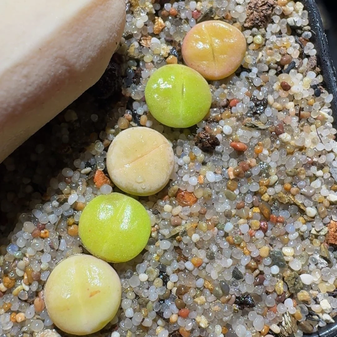 zzzz生石花肉锥1234卡0.8