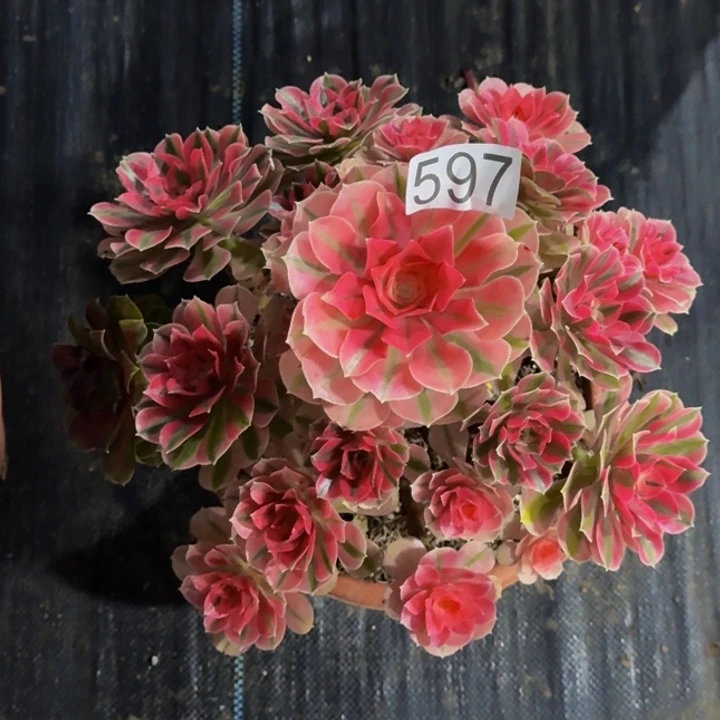 000000000000597福利价