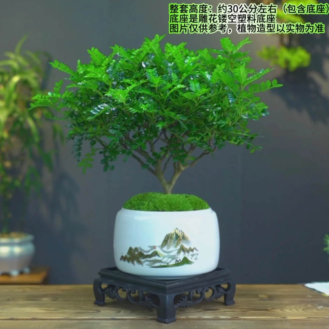 清香胡椒木盆栽室内绿植驱蚊草净化空气办公桌盆景花卉植物