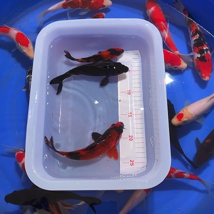 海水鱼锦鲤的尾巴是