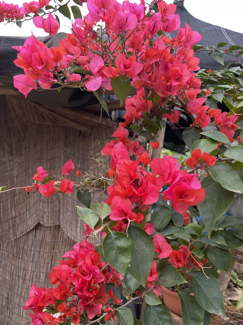 三角梅老桩老根老树一物一拍耐热四季开花三角梅盆栽植物室外种植