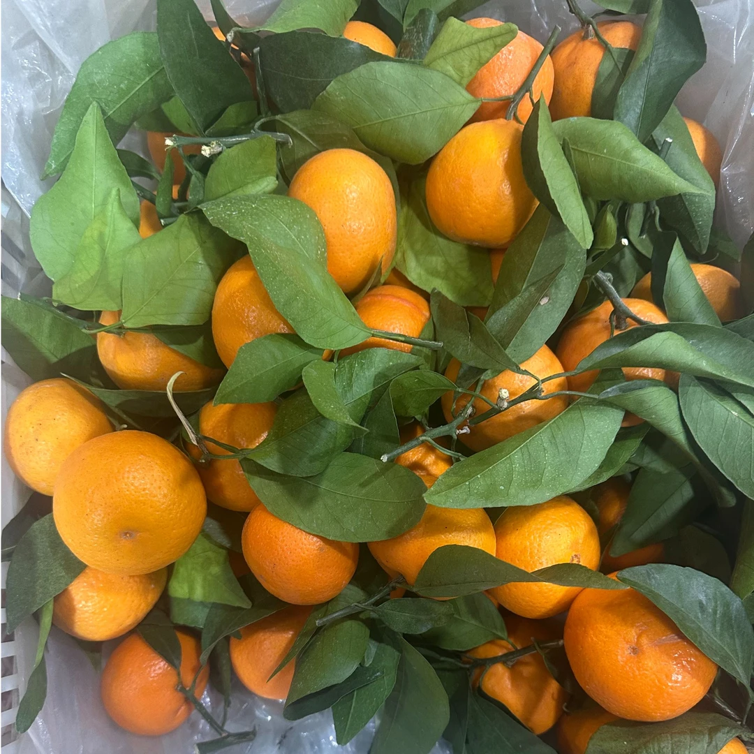 大棚带叶新鲜无籽沃柑新鲜水果现摘现发当季不上火