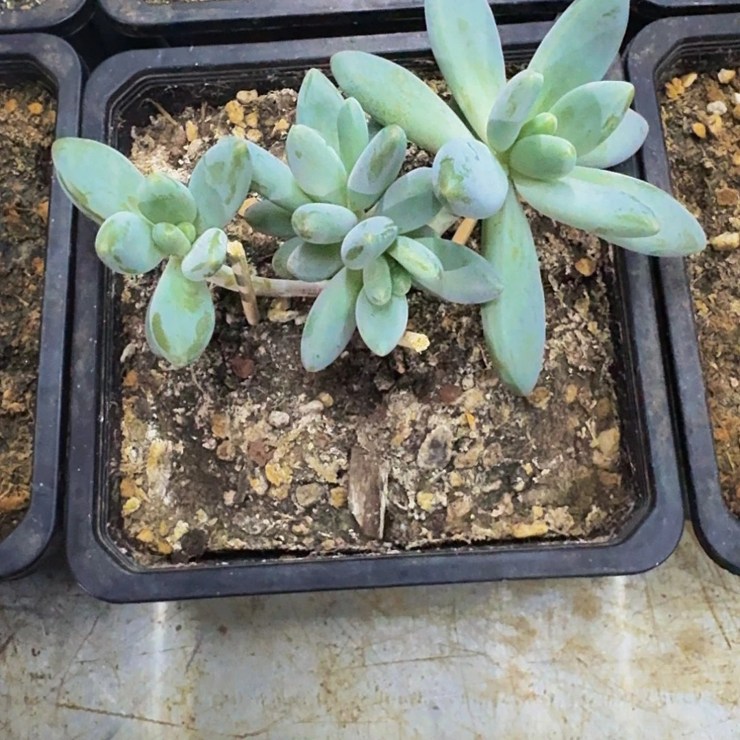 企鹅 4头 一物一拍