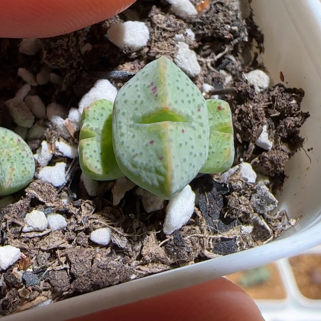 肉锥多肉植物好看-sb2035、1580