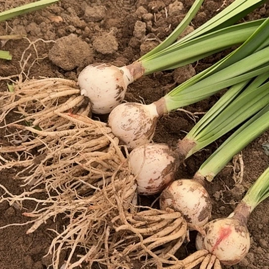 蔓越莓4～5 开花包对版