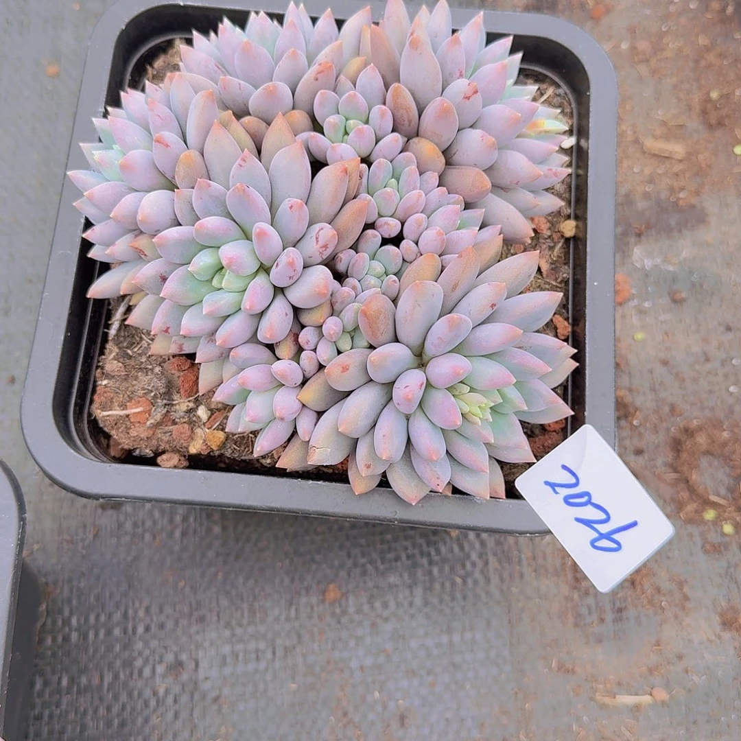 温***2026蓝精灵多肉植物