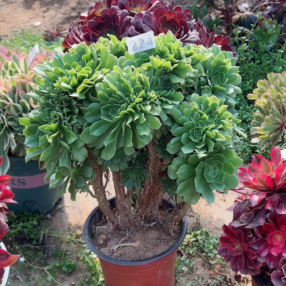 紫砂茶宠绿羊绒缀化224号