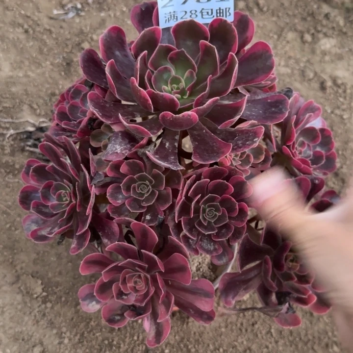 2781二号棚凤冠多肉D