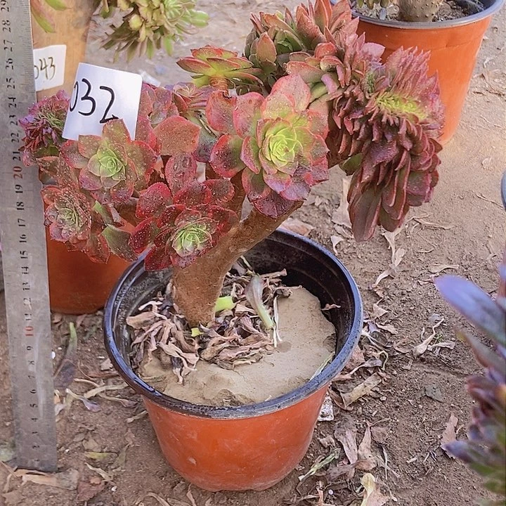 032万黄缀化老板子有断指