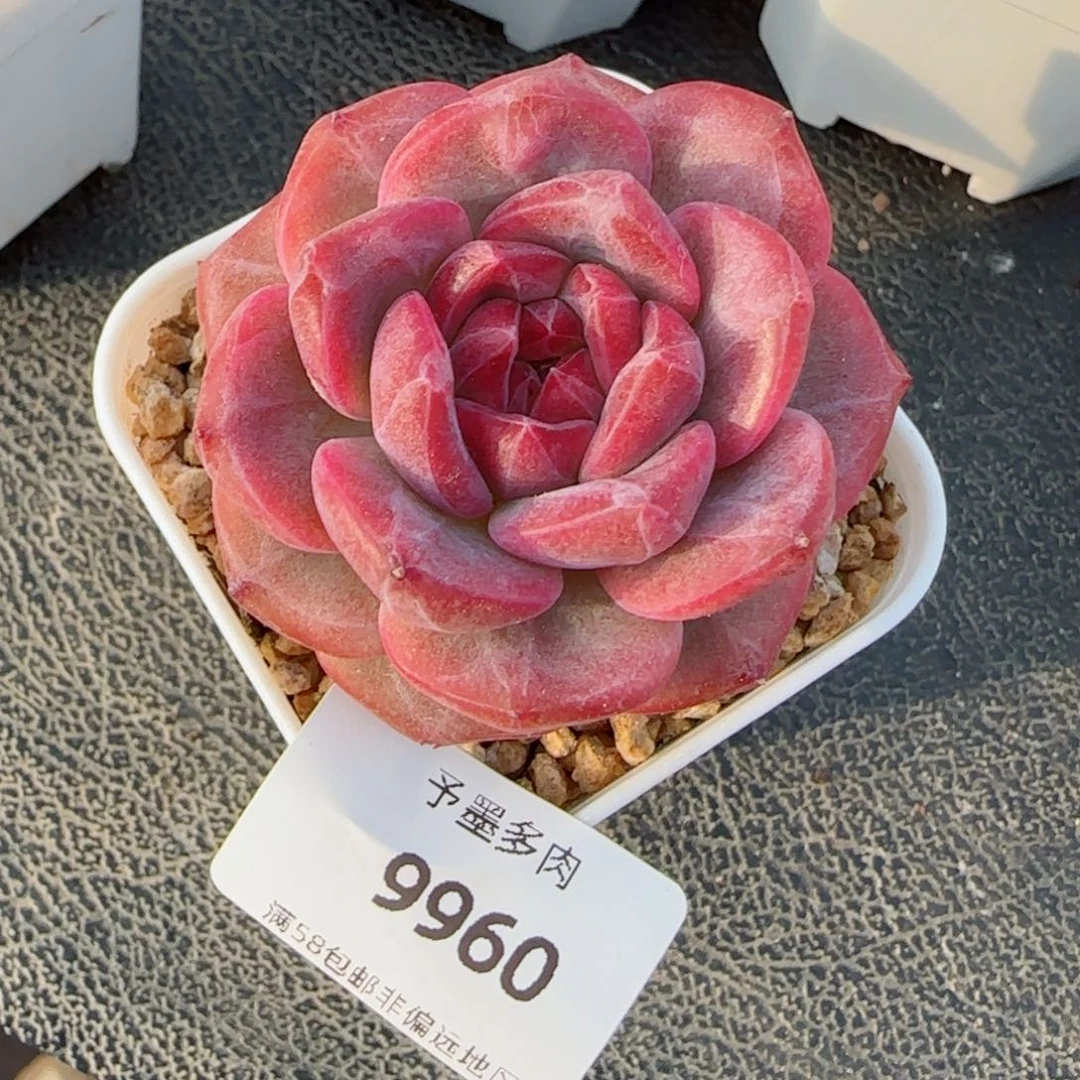 富**妞琥珀，9960多肉植物