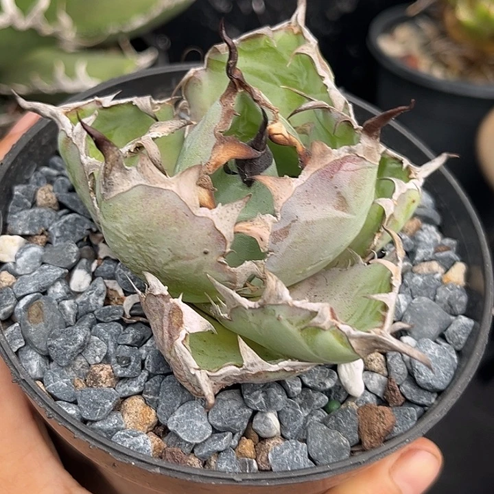 无花朵龙舌兰仁王冠蓝鲸