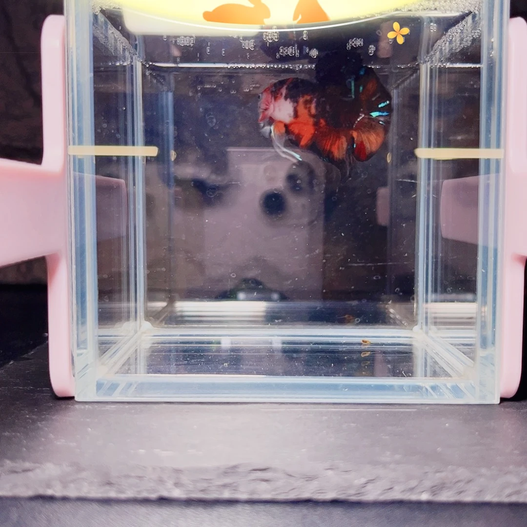 海水鱼宙斯斗鱼竞拍09-24