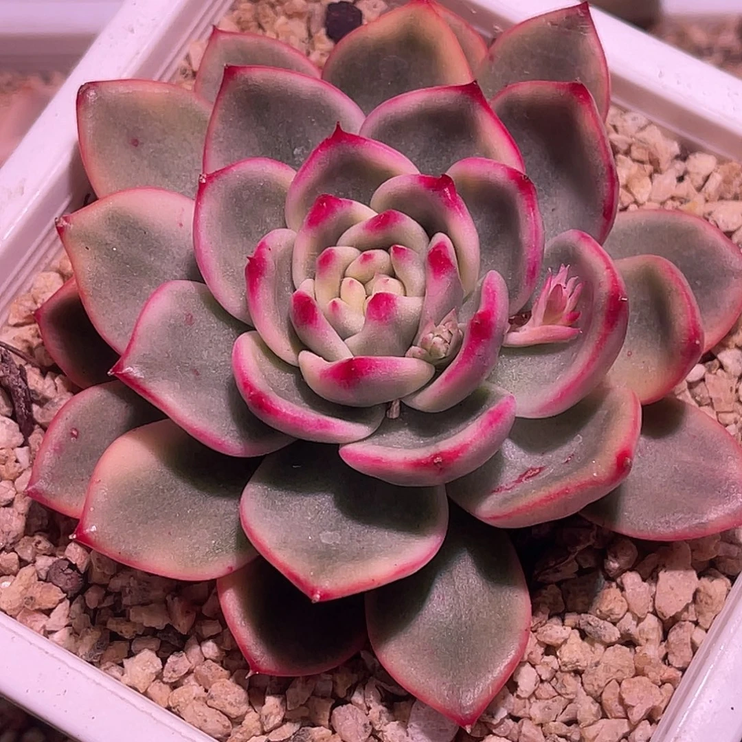 尚品园艺福利锦8171