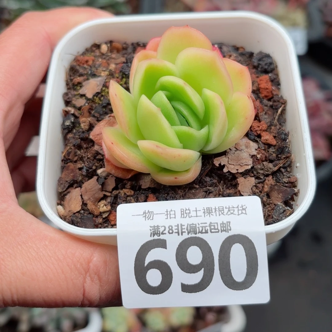 冰玫瑰无盆土发货