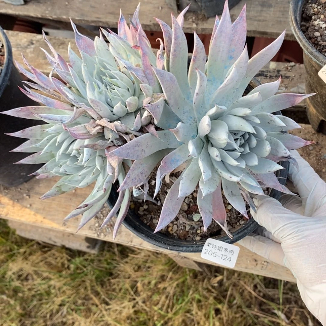 124号牡丹叶大群粗腿