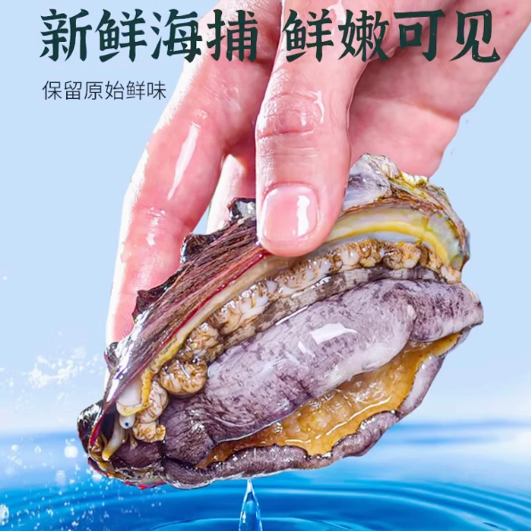 平潭岛大鲍鱼 2头鲍 1斤装(东痒鲍鱼 省内包活 )顺丰冷链