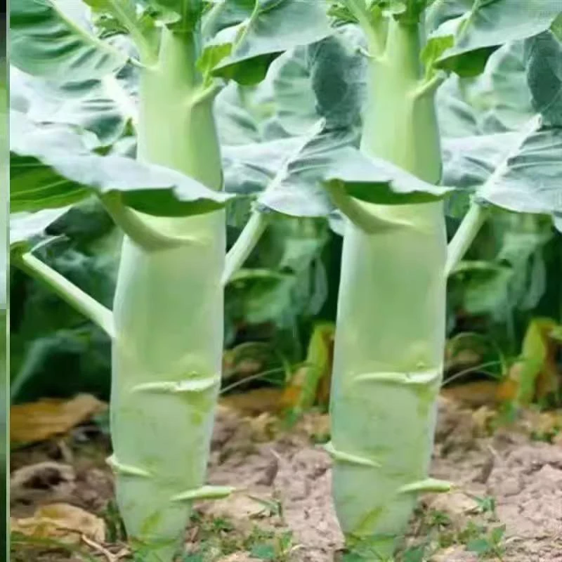 鸡腿芥兰种子耐热蔬菜种籽适合夏季菜园农家种植芥兰菜