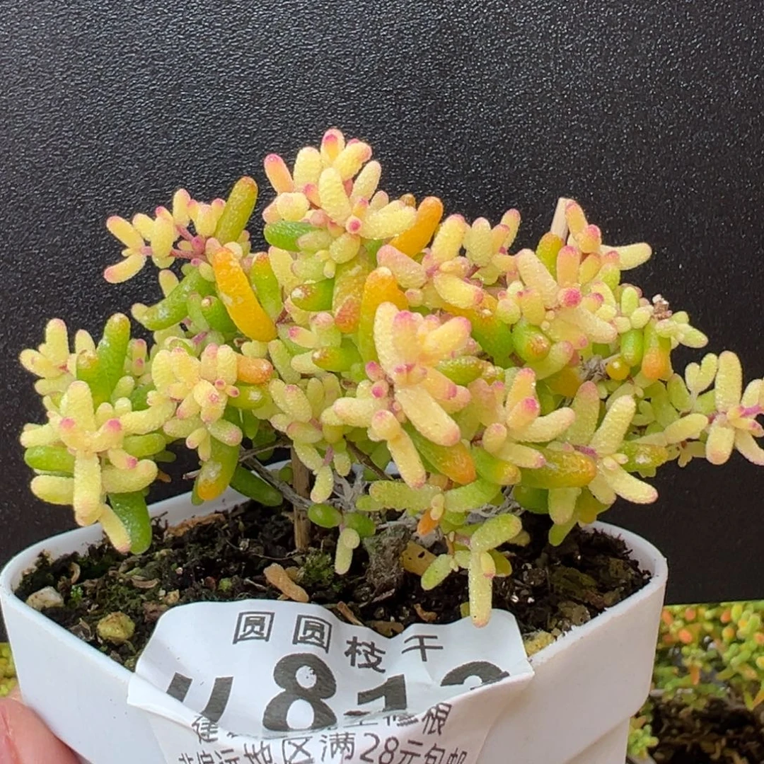 田***螂u813糖球黄化锦冠幅8cm