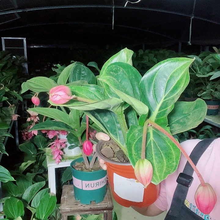 美***真无花朵宝莲灯开花开花