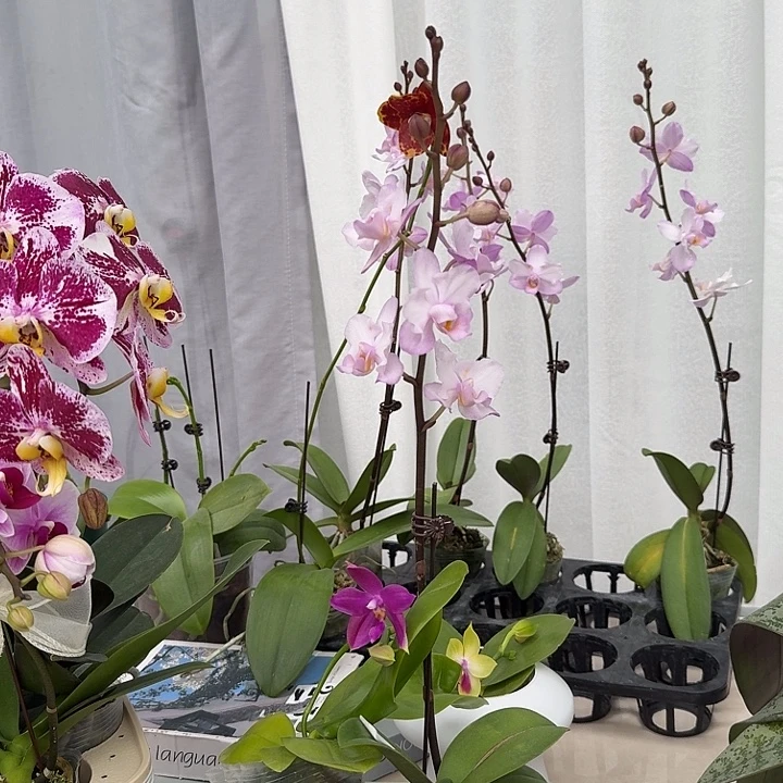 飞****大部分开放少量花苞46共两颗