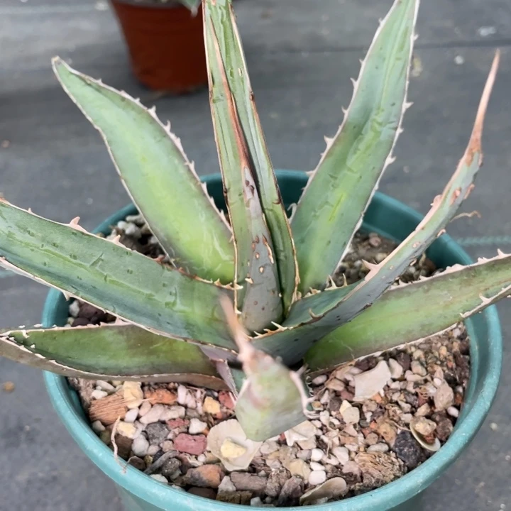 【闪购商品】4***落背刺帝释天