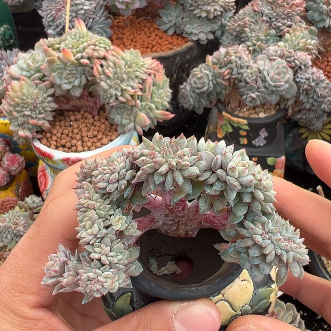 天天开心新年快乐