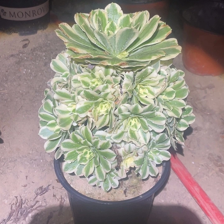 法师植物迈巴赫235