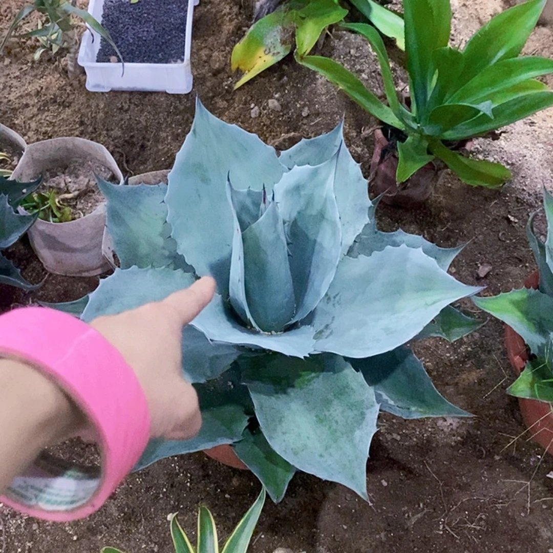 大***杨鲸鱼舌一颗带盆土11111