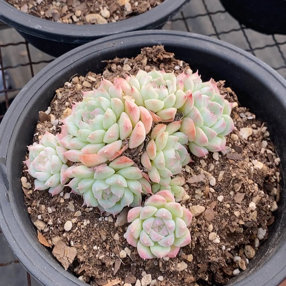 金汇园艺，团阿尔巴美妮不包整