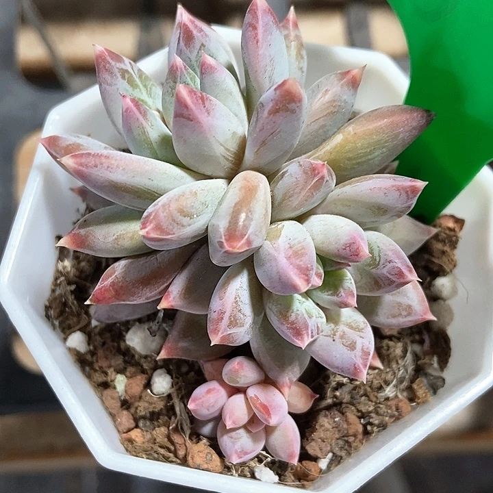 多肉植物伊丽莎白825