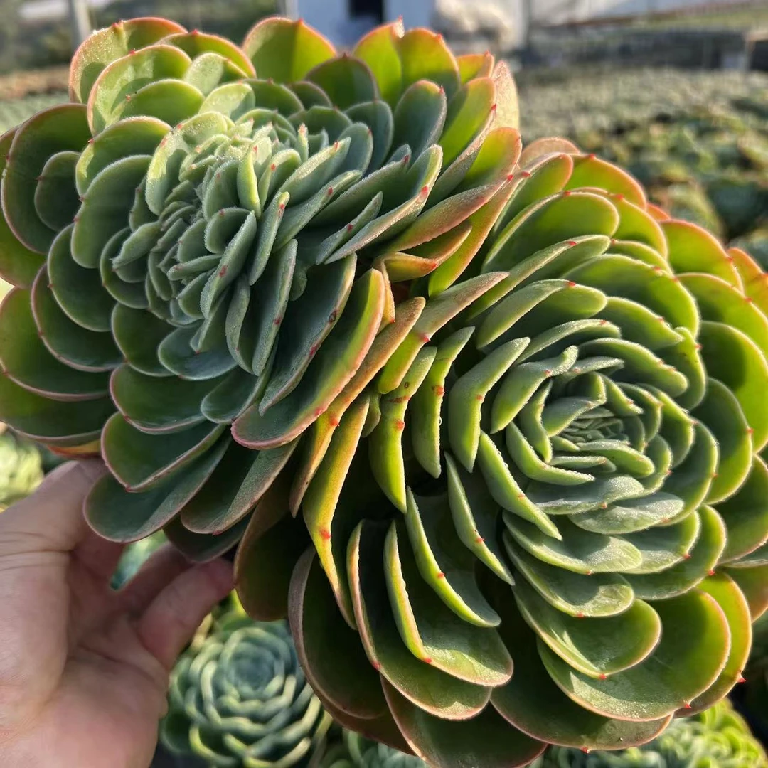 零花钱多肉   地栽艾丝美拉达   精致款  基地  多肉植物