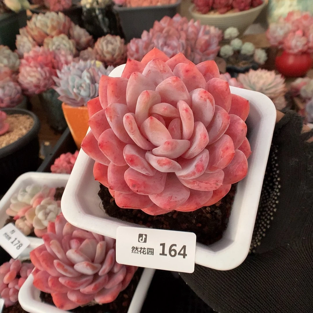 164韩橙多肉植物666666