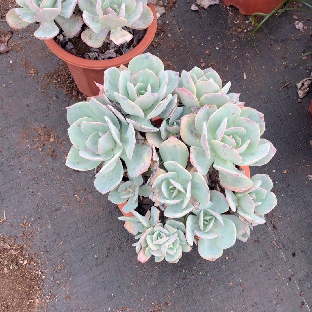 雲*儿44号老庄大白凤多肉植物