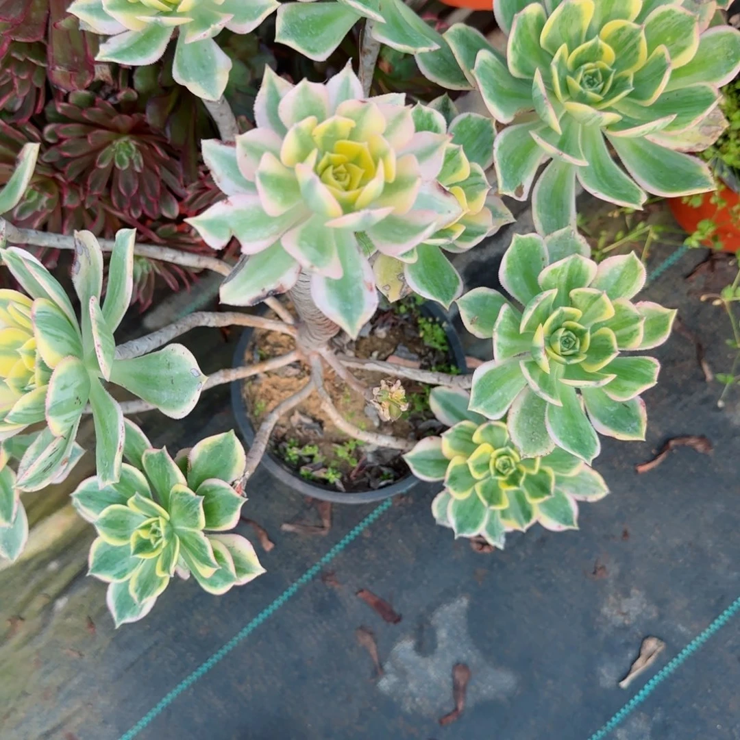 搞****！6822灿烂多肉多肉