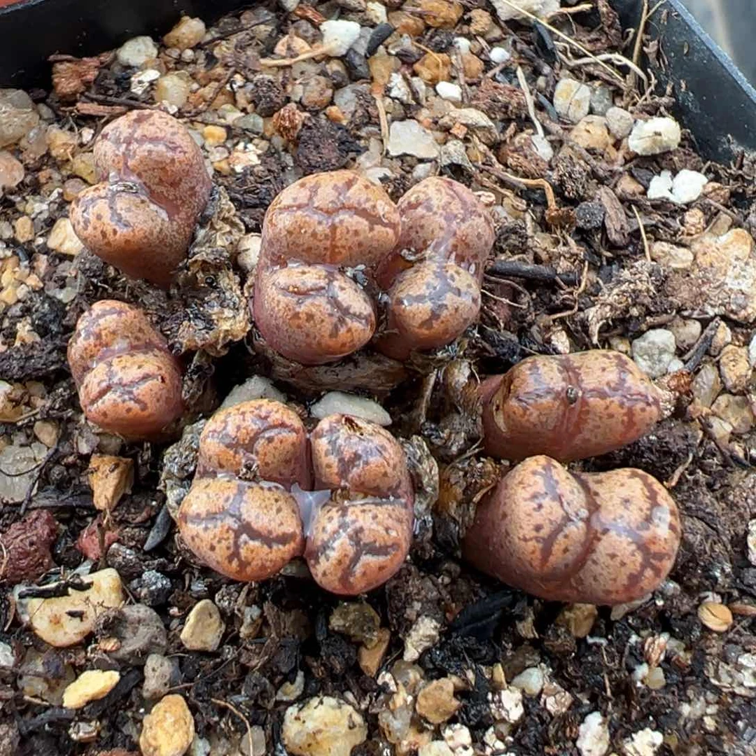 1.25好看的多肉675