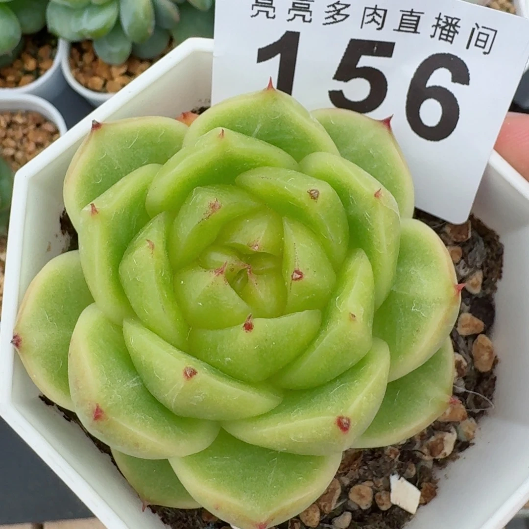 珍妮麦秆            精美多肉植物
