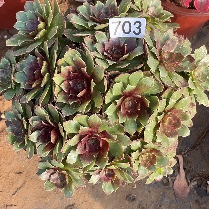 703干枯玫瑰对肉植物