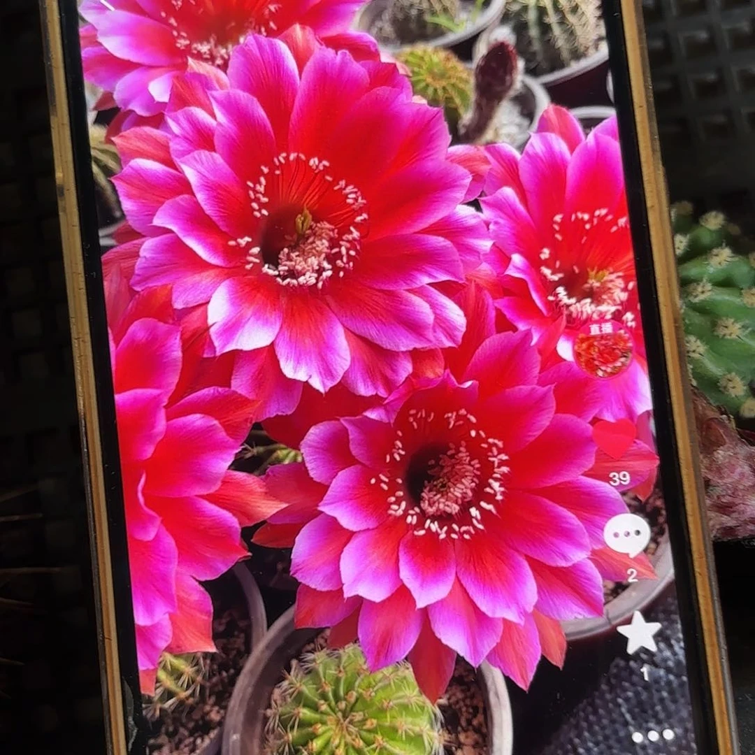 贵妃醉彩侧牙20包邮仙人球1