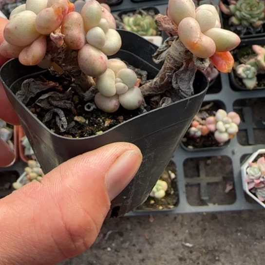 111比尔盖茨多肉植物多