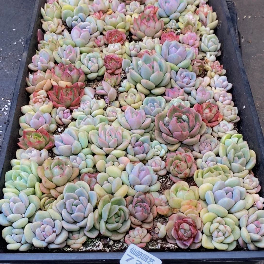 马***736多肉植物我都不知道