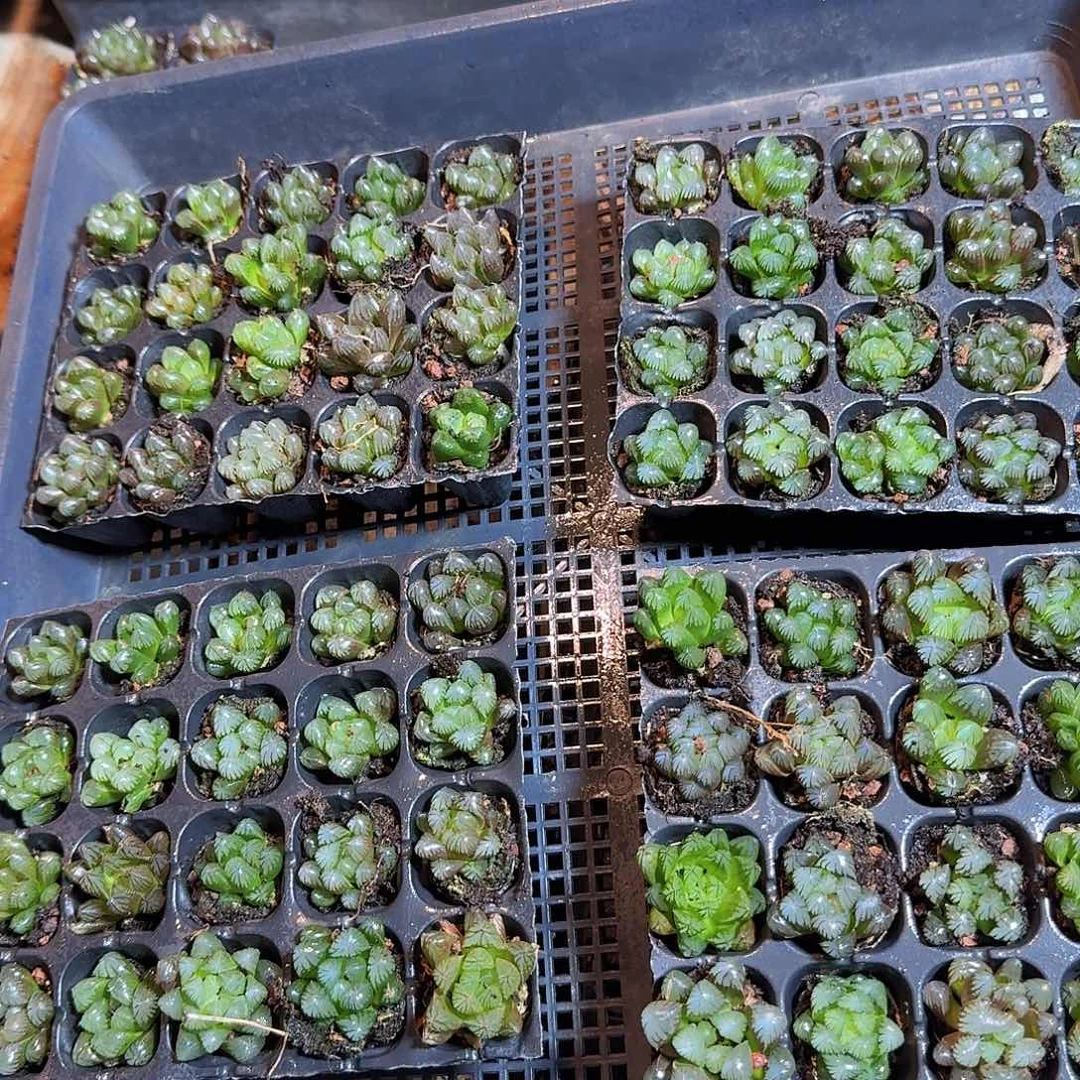 105孔玉露20颗不售后量拍