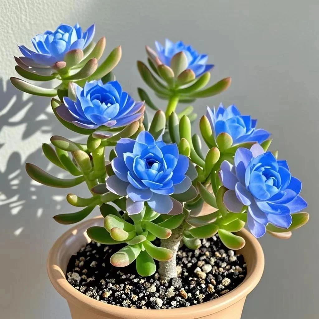 多肉好绿植耐寒花卉种球重瓣养护浓香型紫月寒盆栽耐热