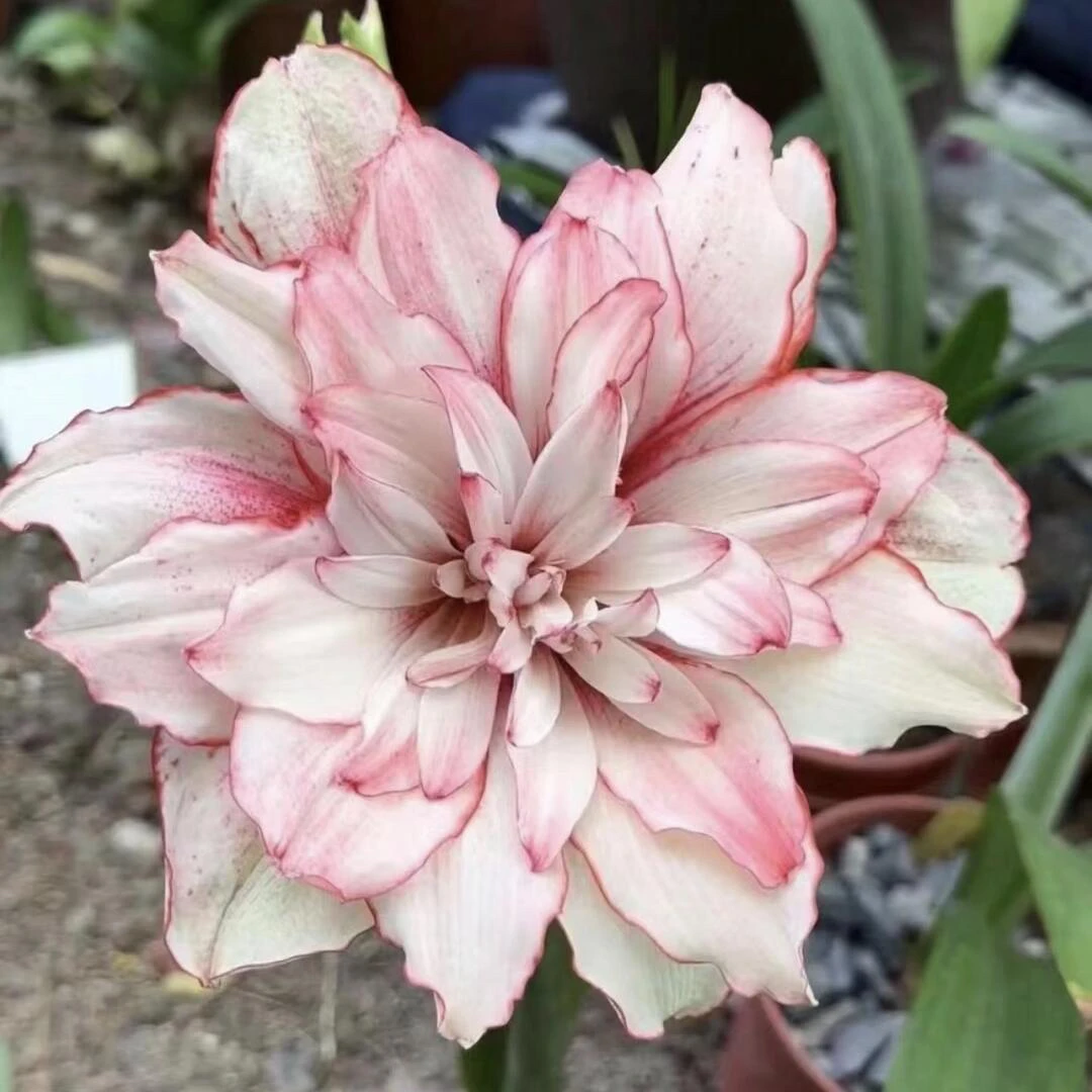 （珍尼弗）台朱顶红重瓣朱顶红种球朱顶红送肥料