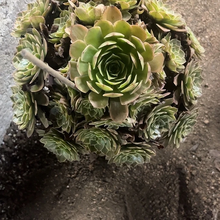 多肉植物半夏锦……